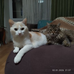 � ����� 4 ����� �� ���������� ������� - ������� � ������������