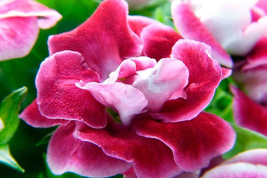 ��� ������� ���������� ���������: ��������� �����������