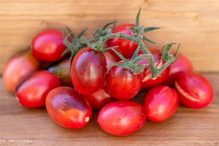 ����� ������ �����: �����������, ������� ������� ������� ��������