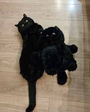 ���������� ����, ��� ������, �������� ������