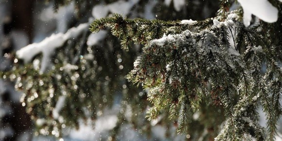 В Саратовской области ожидают небольшой снегопад с дождем