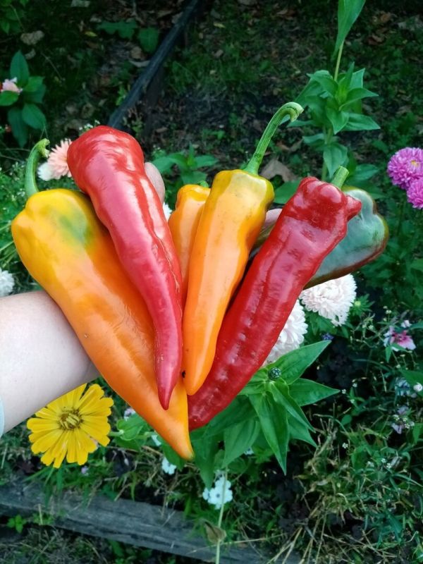 ������� ��������� ����������� �������� �����: ����� ���������� ������