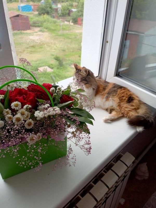 Тюльпаны, мимоза и сухоцветы: какие цветы опасны для ваших питомцев