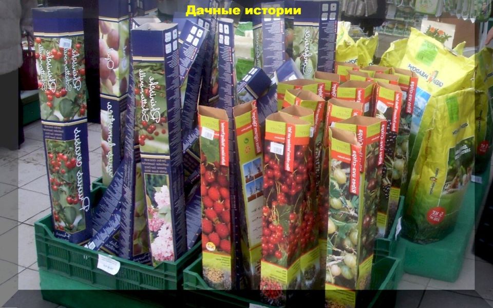 ��� ��������� ������ ������� �� �������� �������: ������ ���������