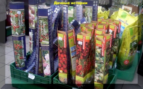 ��� ��������� ������ ������� �� �������� �������: ������ ���������