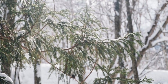 � ����������� ������� ������� ������� � ������ ������ � �������