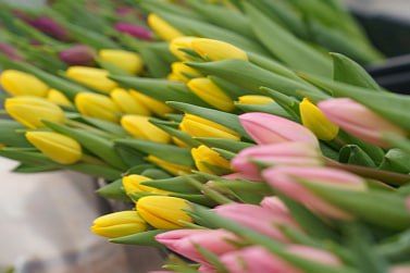 ������� �������� ���������� �� ����������� ������� �� ������� � ��������� � ������������ �����