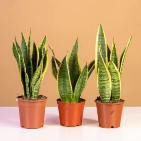 ��� ������� � ��������� �� ���������� ����������: ������ ��� ����������