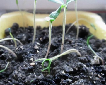 ��� ������ ������� ��� ��������������: ������ �� �����