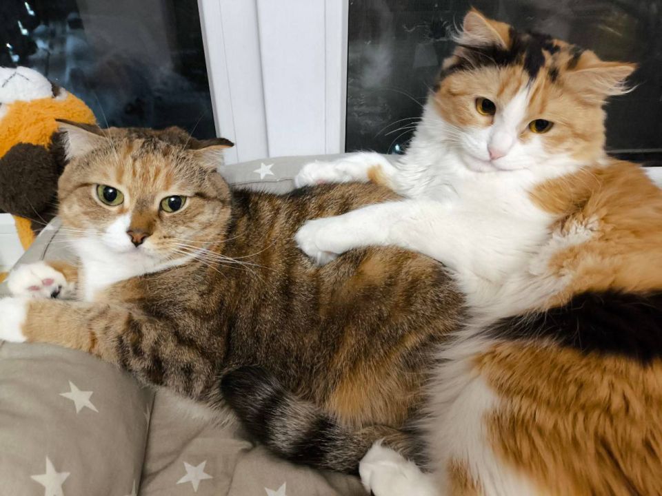 В воскресенье 8 марта в Саратовской области ожидается облачная погода с прояснениями