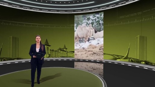 ����� ����� ������ ���������