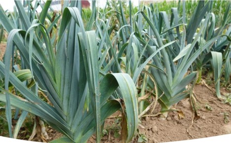 ��� ��������� ���-�����: ������� �������� �������