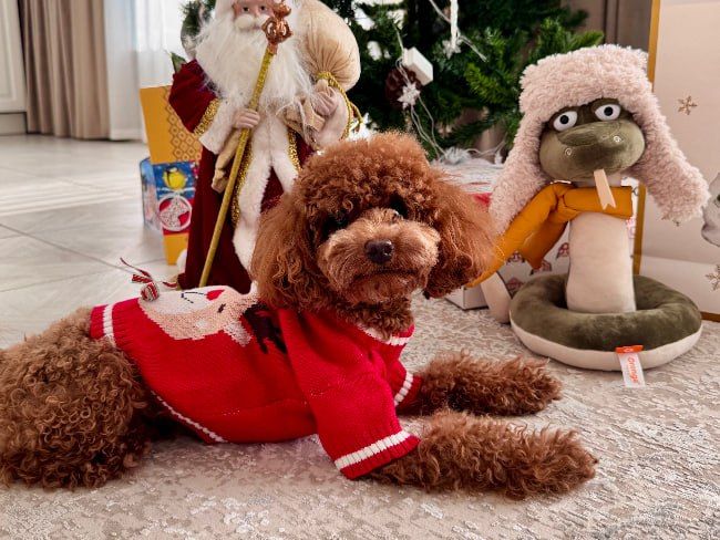 Эксперт объяснил, как собаки чувствуют боль и настроение хозяина