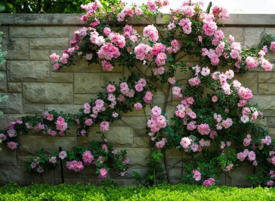 Как выбрать плетистую розу: основные отличия, которые стоит учитывать