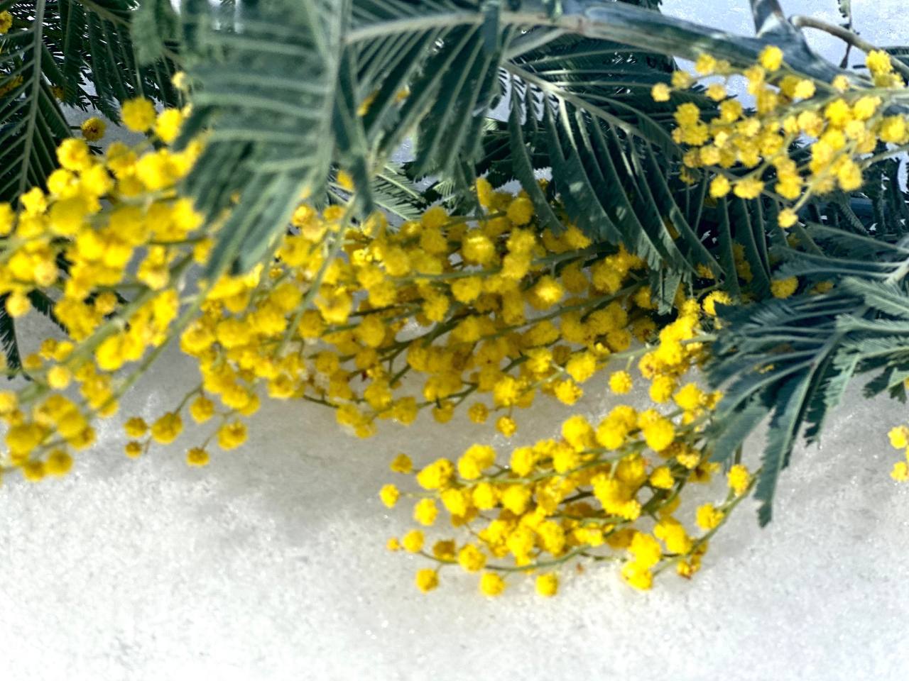 Пусть весна входит в вашу жизнь с теплом и нежностью Пусть весна входит в вашу жизнь с теплом и нежностью