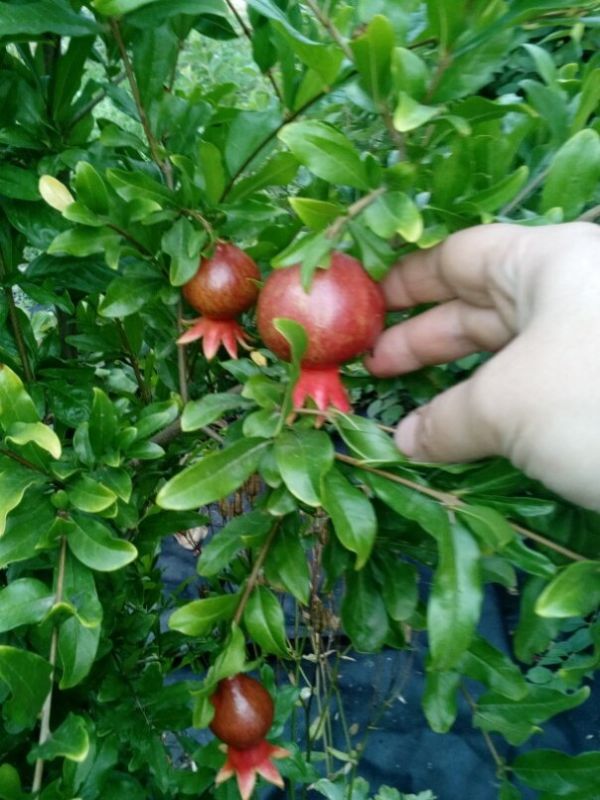 ������ � ����: ��� ��������� ��� ������������ ��������