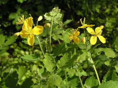 ��������: ��� �������� ������� � ������ � ����������� � ��������� ������