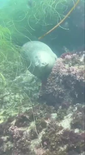 �������� ��� �� ����������