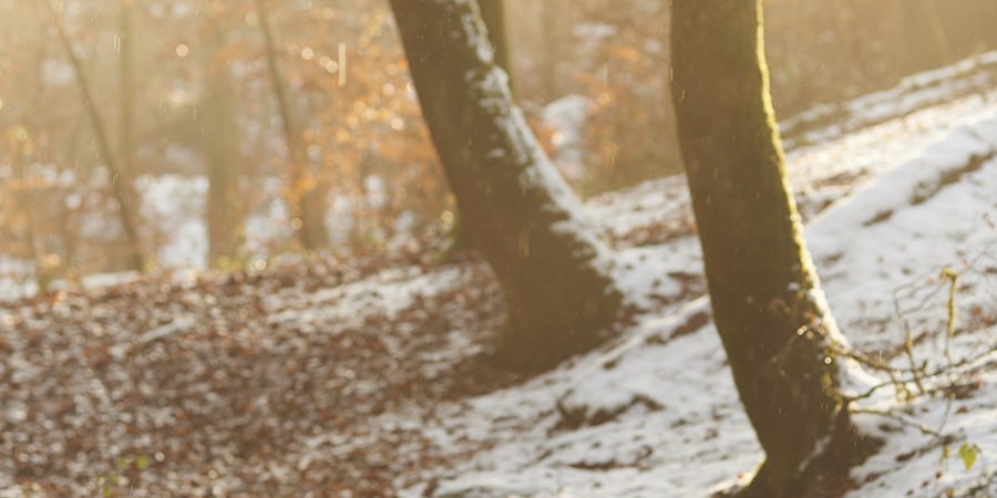 В Саратове прогнозируют пятницу с туманом и температурой до +10