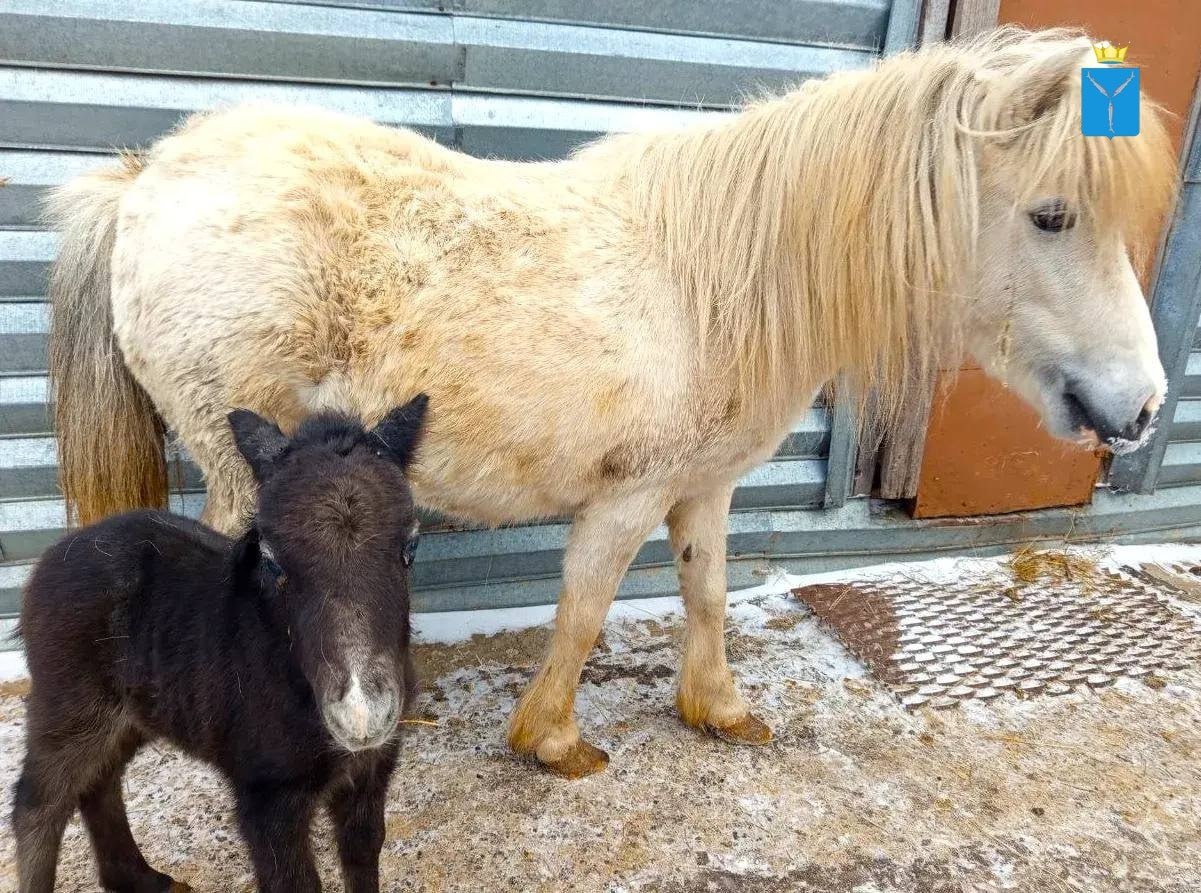Саратовские ветеринары спасли зрение трехдневному пони Саратовские ветеринары спасли зрение трехдневному пони