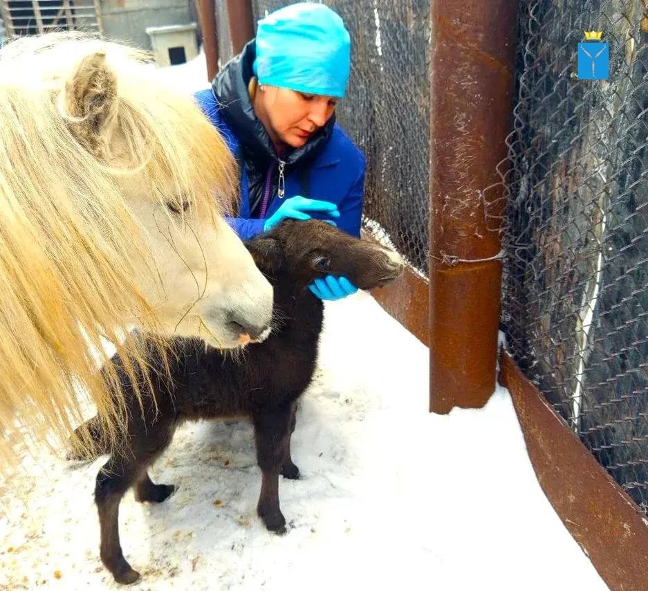 Саратовские ветеринары спасли зрение трехдневному пони