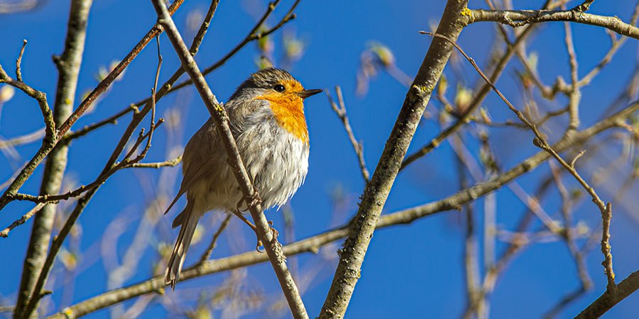 Выходные порадуют саратовцев весенней погодой с температурой до +11 градусов