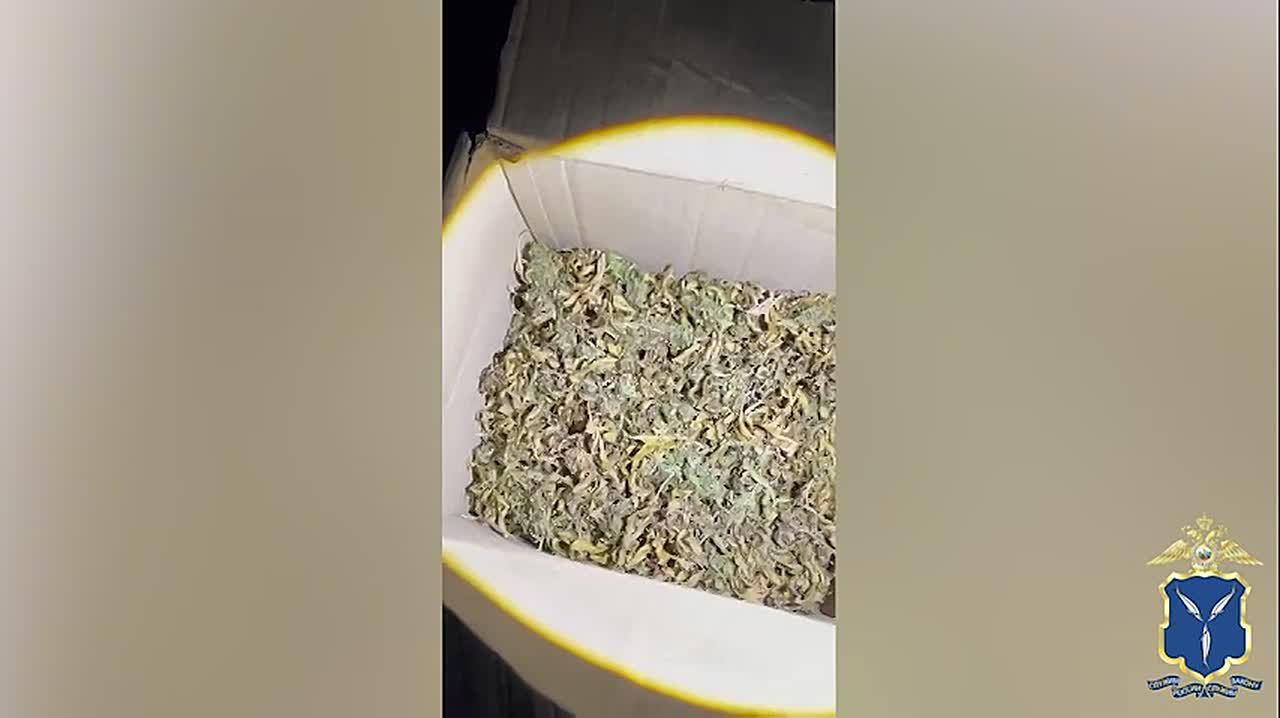 В квартире жителя Саратова полиция обнаружила за шкафом тайный вход в комнату с плантацией конопли