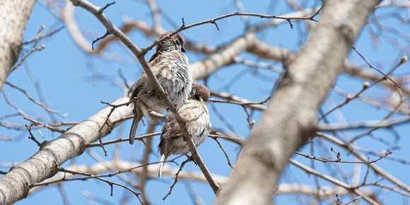 Саратовцы проведут субботу с переменной облачностью и теплом до +11