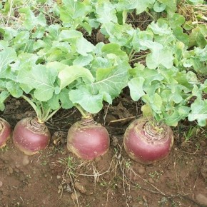 ������ ������� ��������� ������� � ������