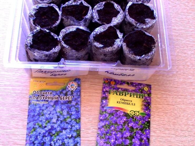 Посев семян обриеты на рассаду в торфяные таблетки