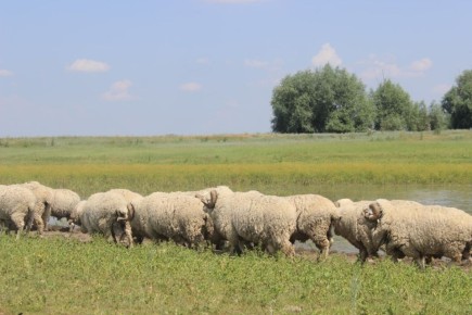 Около 200 хозяйств в Саратовской области производят баранину
