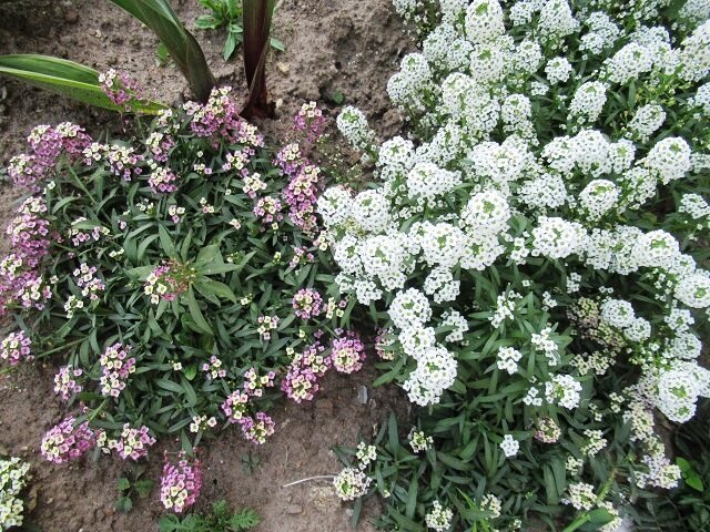 Алиссум: незаменимый цветок для вашего сада