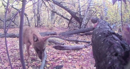 ��������� � ����������� ������� ����� �������� �� ������� �����