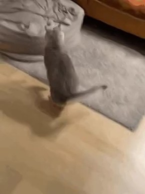 ���� ������� ������ ���������� �������