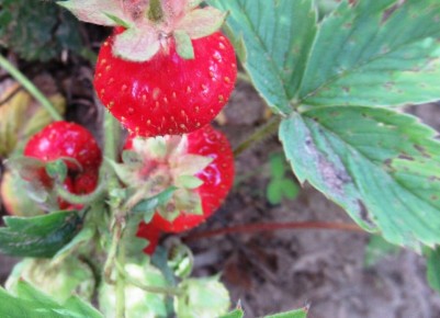 ��� �������� �������� �� �����������: ������ � ����