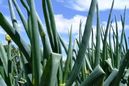 ��� ��������� ���-�����: ������� ��������� ������