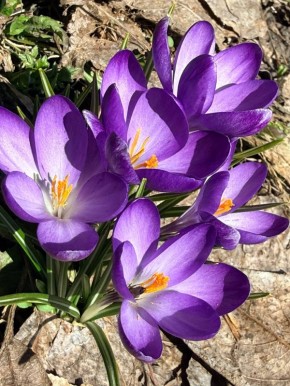 ������� �� ����������� ���������� �����������