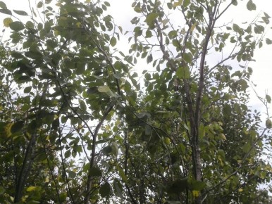 �������� �������� ������� �����: ������� ����� �� �����