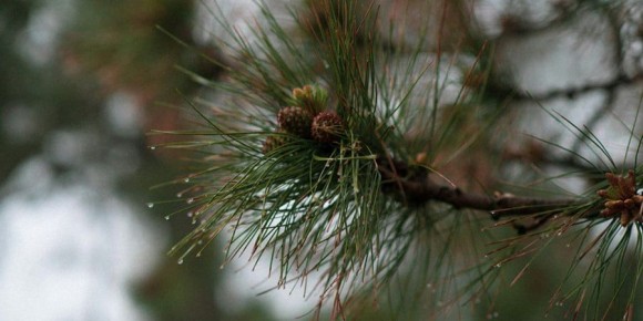В Саратове ожидают небольшой дождь и местами туман