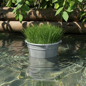 Травяной настой: эффективная альтернатива навозу для щедрого урожая