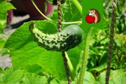 Почему огурцы могут расти кривыми и как этого избежать?