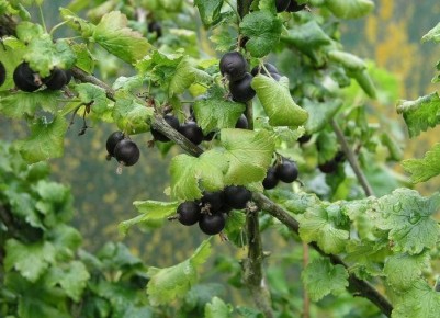 У ухода за кустами йошты: секреты успешного выращивания