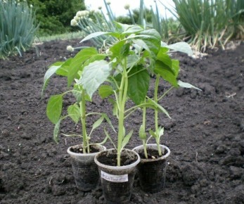 ��� ������������� �����: ������ ������ ��� ��������� �����������