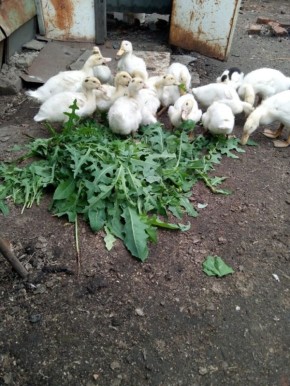 Почему Муларды становятся идеальным выбором для домашних утят?