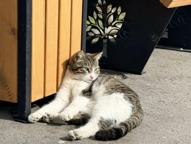 ��������� �������