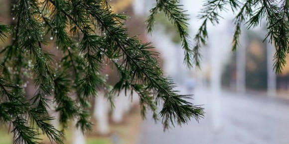 В Саратовской области ожидаются кратковременные дожди с грозами