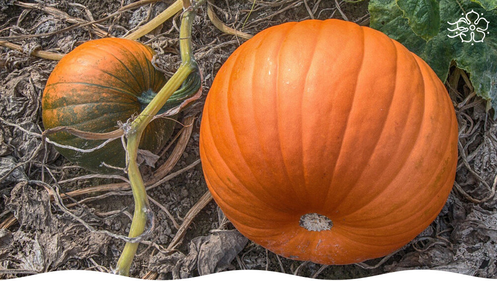 Тыква для начинающих: секреты успешного урожая