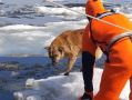 Спасатели сняли собаку с дрейфующей по Волге льдине