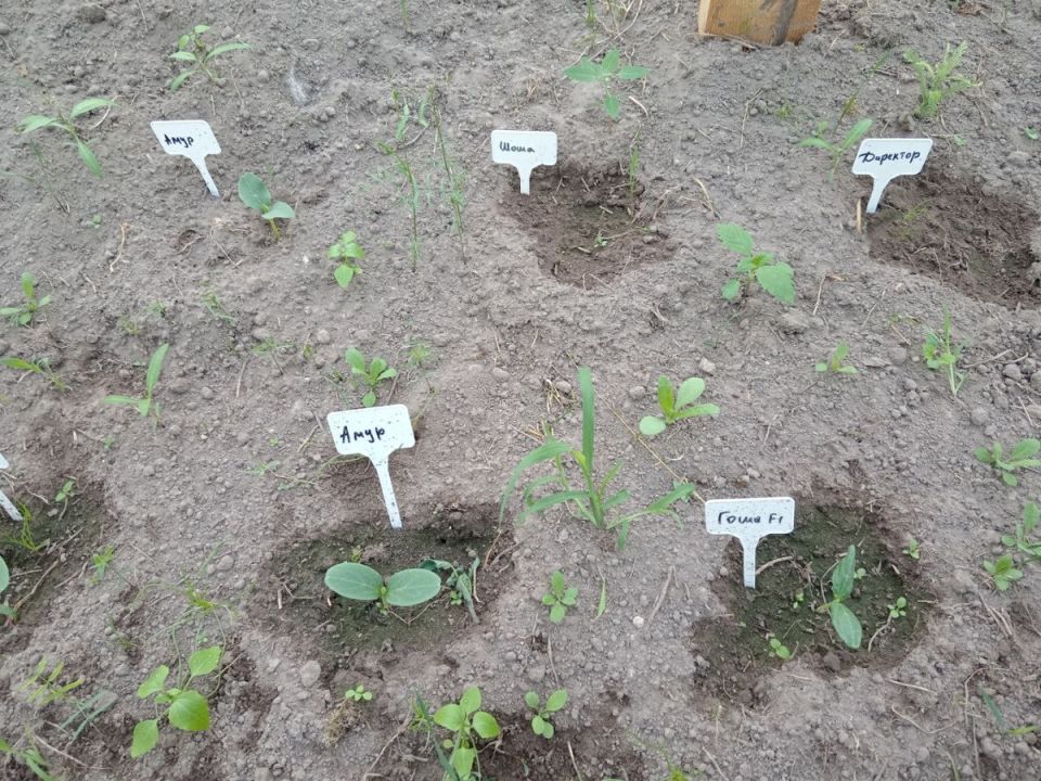 ����������� ������� � �������: ���� � ����������