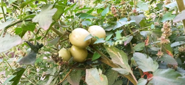 Секреты идеального урожая: как обрезка влияет на томатные кусты